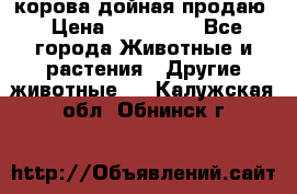 корова дойная продаю › Цена ­ 100 000 - Все города Животные и растения » Другие животные   . Калужская обл.,Обнинск г.